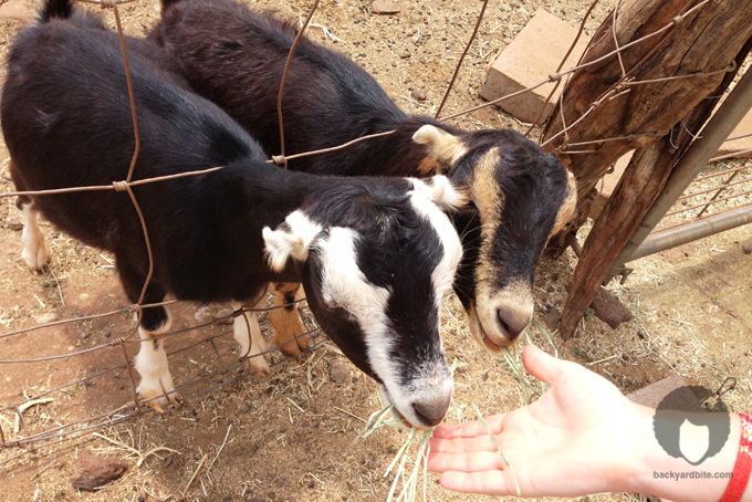 backyard_bite_surfing_goat_dairy