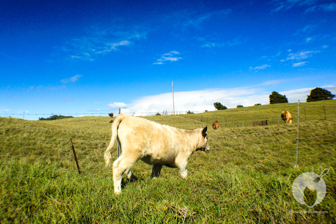 backyard_bite_dahana_ranch_18