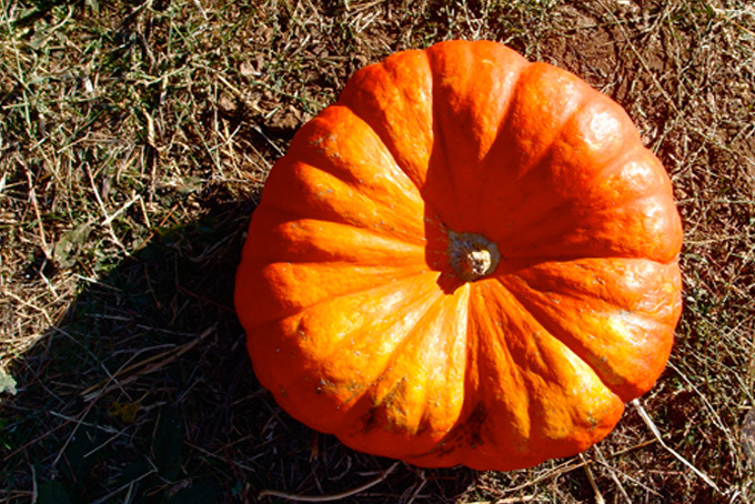 pumpkin-picking-oak-glen-backyardbite5