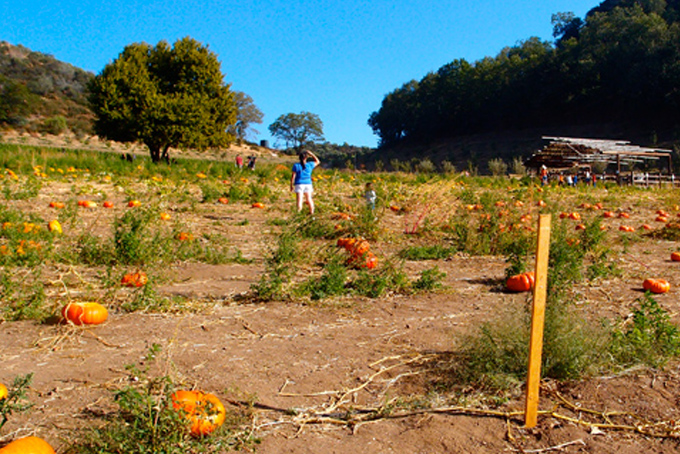 pumpkin-picking-oak-glen-backyardbite9