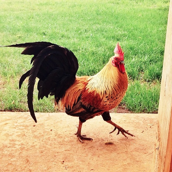Rooster on Maui