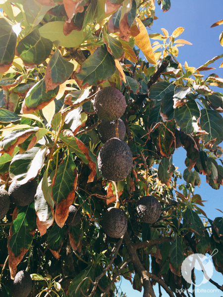 amy-shuster-avocado-festival-tastemade-6