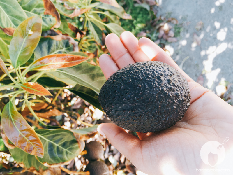 amy-shuster-avocado-festival-tastemade-7