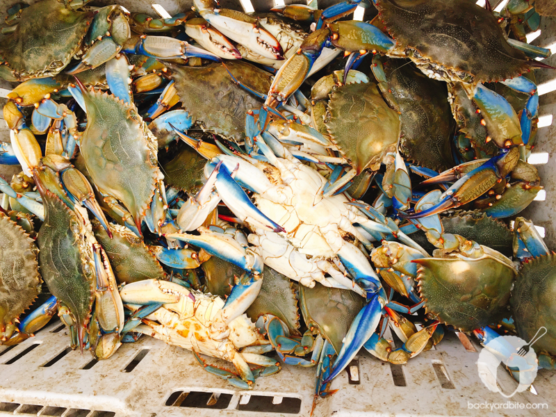 amy-shuster-crab-festival-tastemade-4